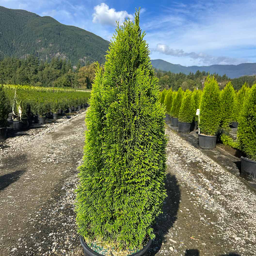 Emerald Petite™ Arborvitae Tree - Image 3