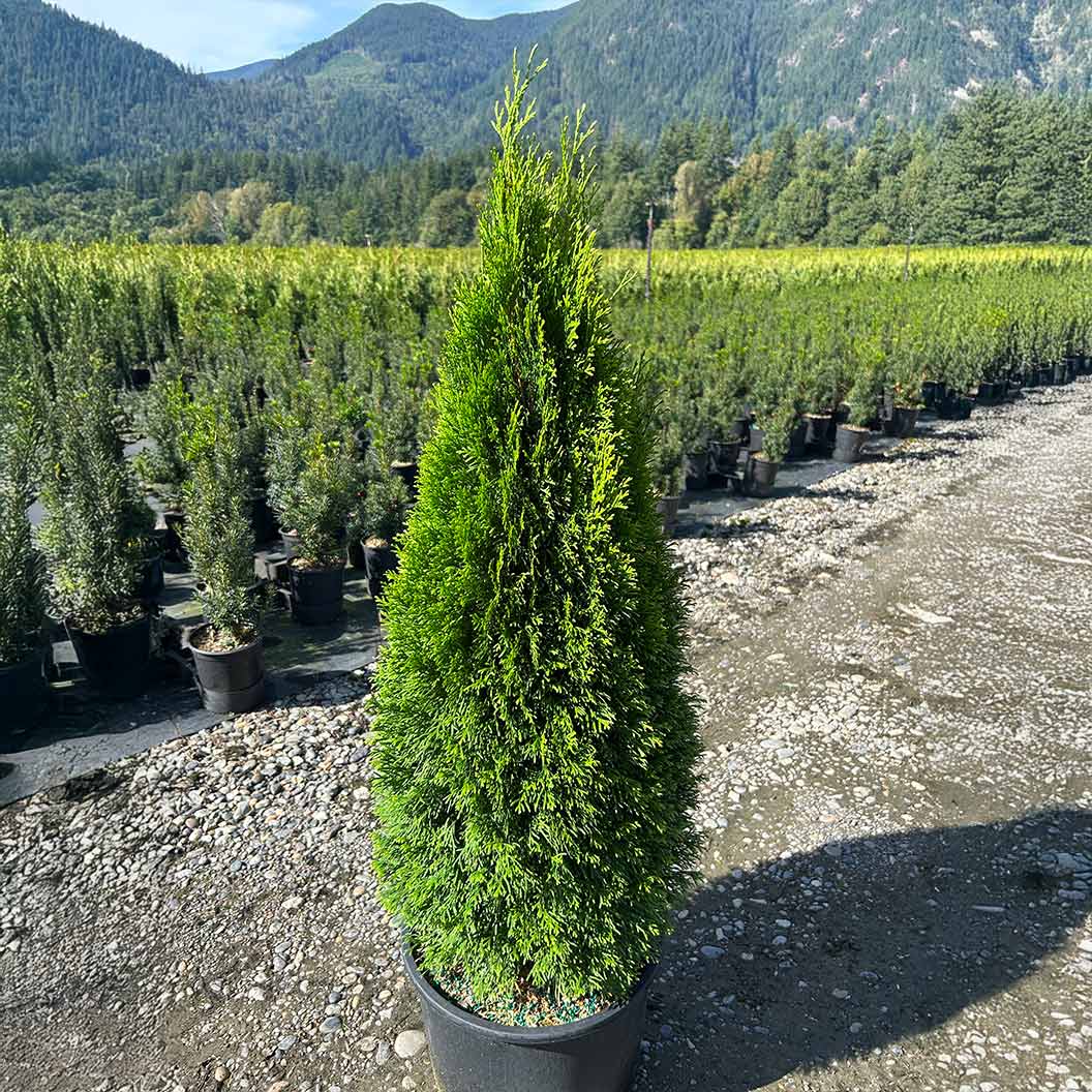 Emerald Petite™ Arborvitae Tree - Image 4