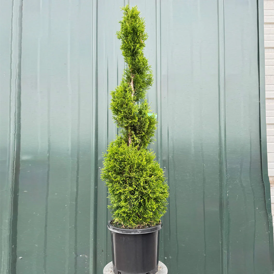 Emerald Spiral Thuja Tree - Image 2