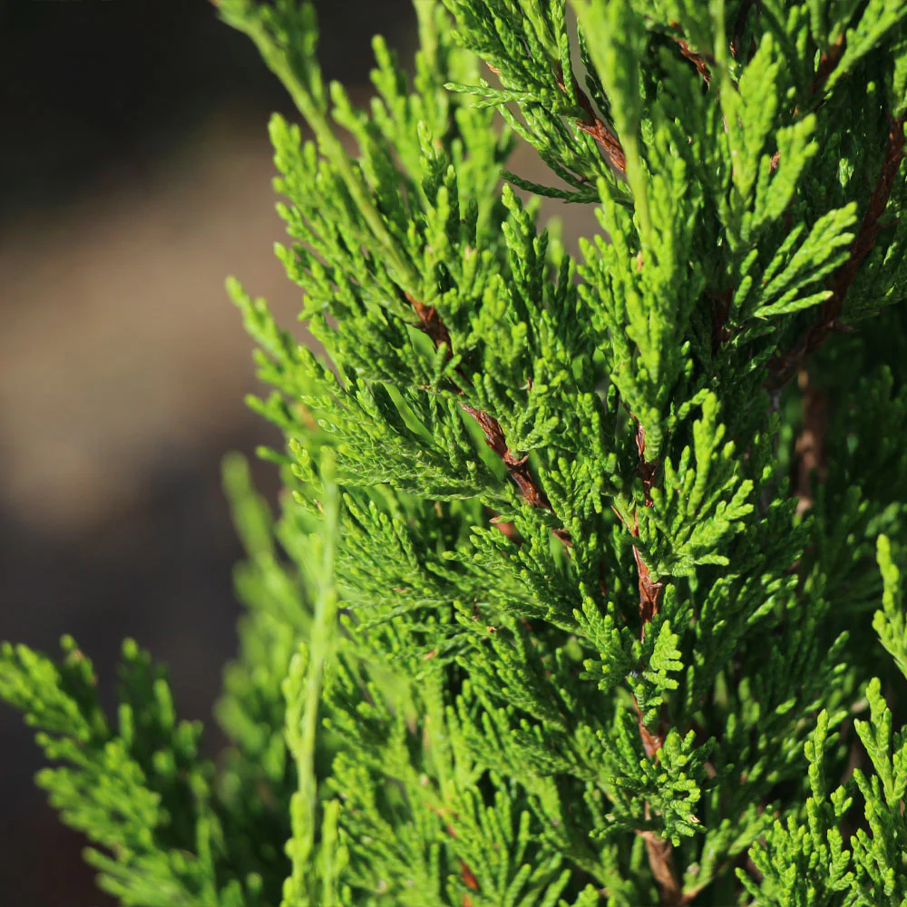 Emerald Spiral Thuja Tree - Image 3