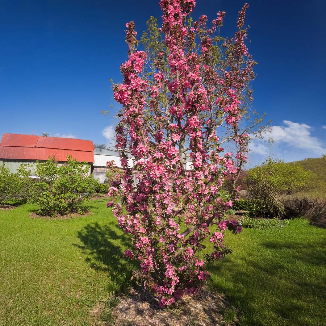 Emerald Spire Crabapple Tree - Image 2