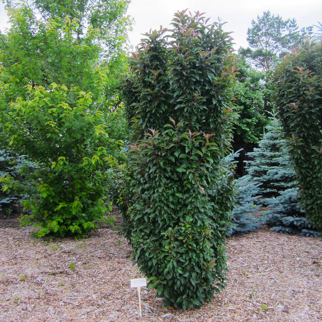 Emerald Spire Crabapple Tree - Image 3
