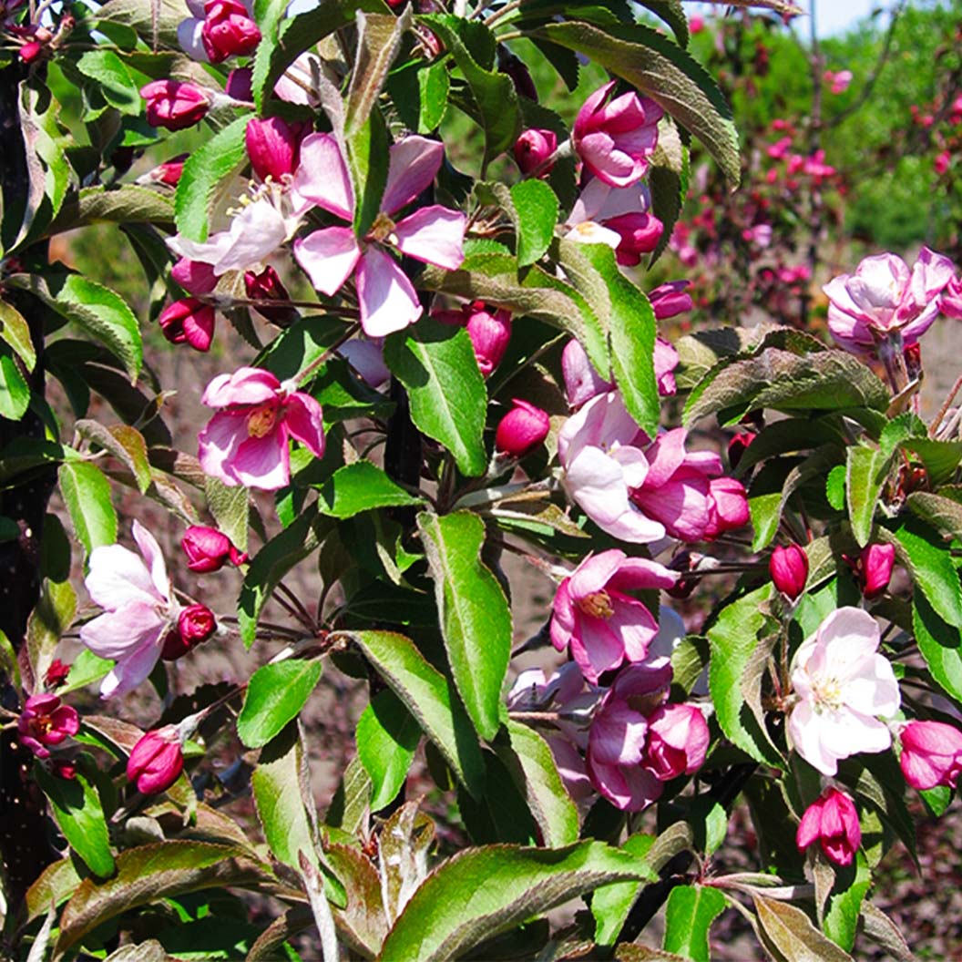 Emerald Spire Crabapple Tree - Image 5