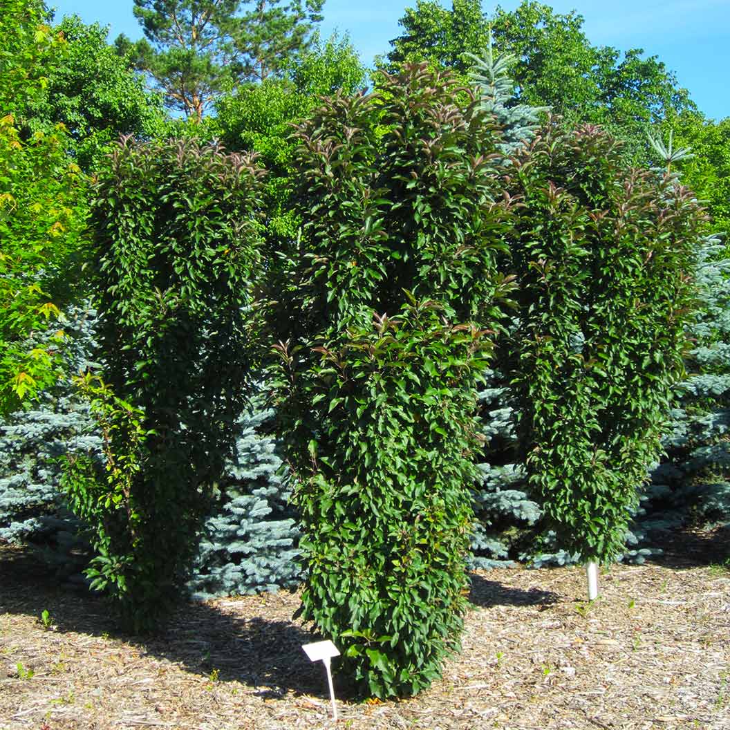 Emerald Spire Crabapple Tree - Image 6
