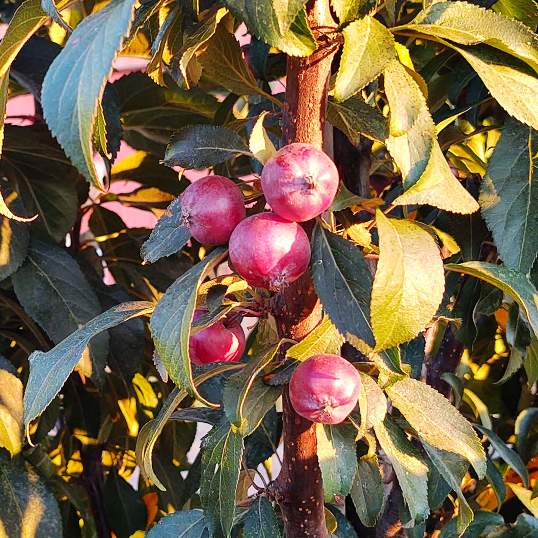 Emerald Spire Crabapple Tree - Image 7