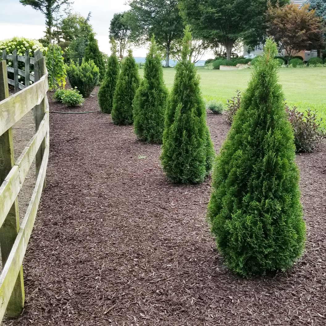 Emerald Squeeze™ Thuja Tree - Image 2