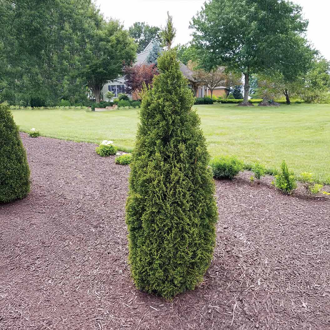Emerald Squeeze™ Thuja Tree - Image 3