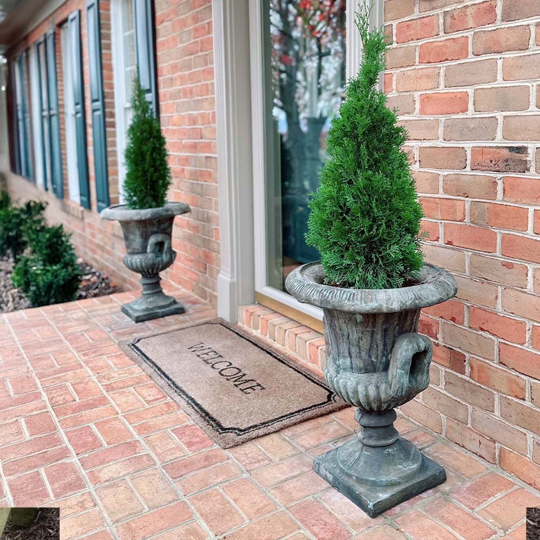 Emerald Squeeze™ Thuja Tree - Image 4