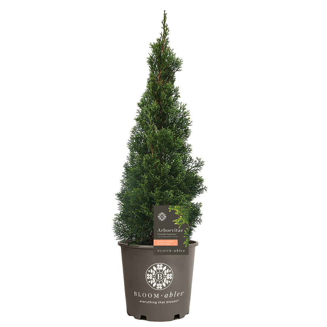 Emerald Squeeze™ Thuja Tree - Image 5