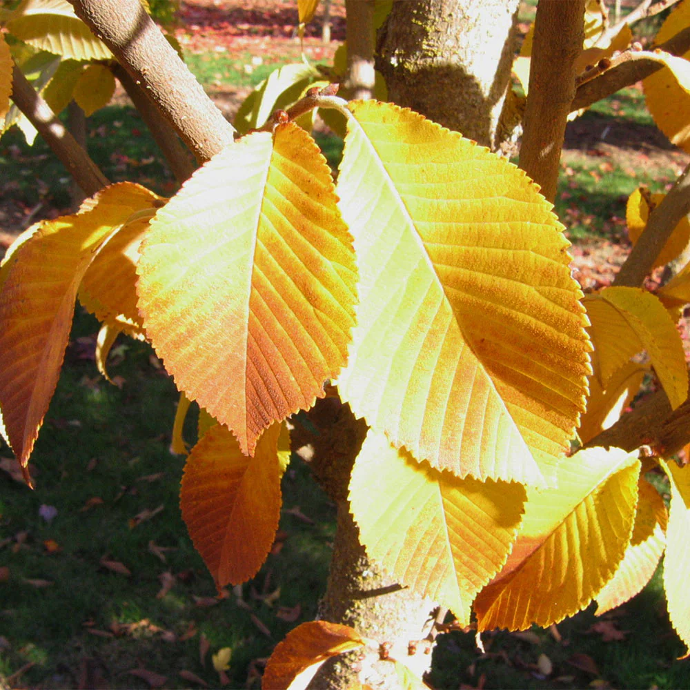 Emerald Sunshine® Elm Tree - Image 5