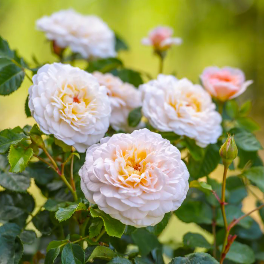 David Austin® Emily Brontë™ Rose Shrub - Image 3