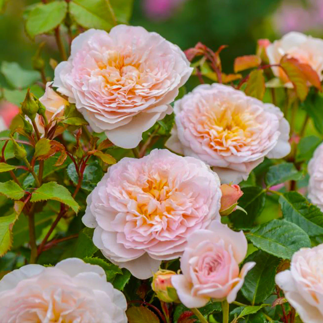David Austin® Emily Brontë™ Rose Shrub - Image 4