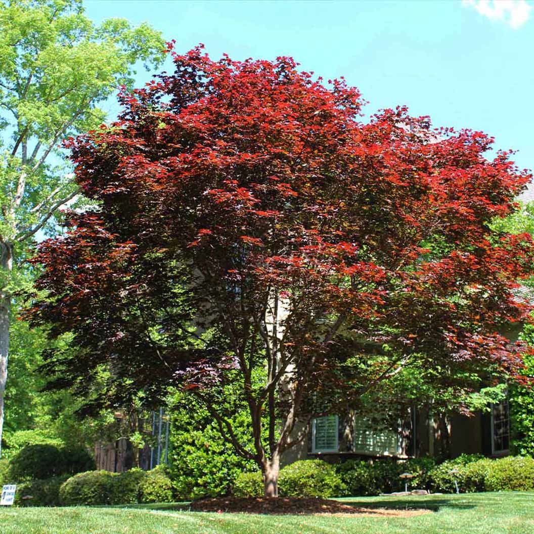 Emperor Japanese Maple Tree - Image 3