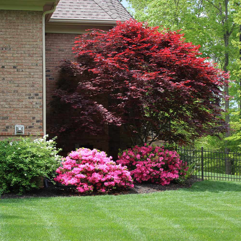 Emperor Japanese Maple Tree - Image 4