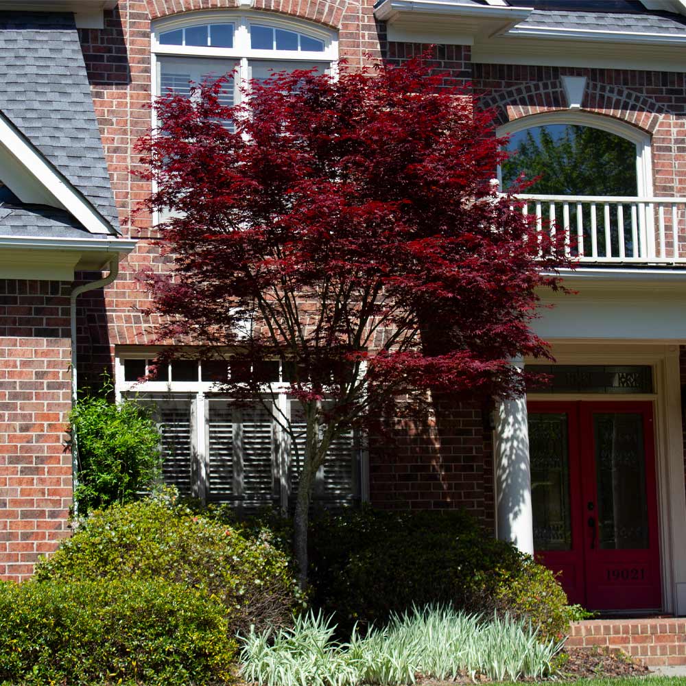 Emperor Japanese Maple Tree - Image 5