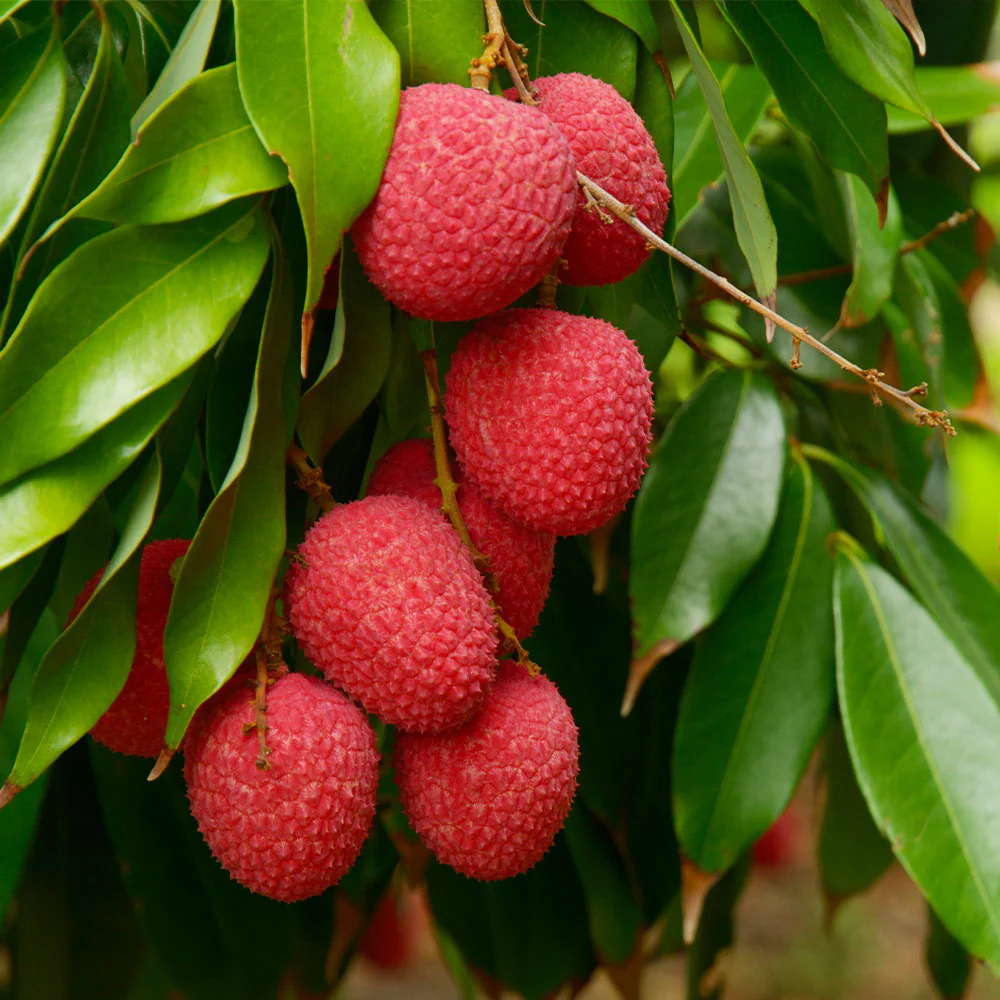 Emperor Lychee Tree - Image 2