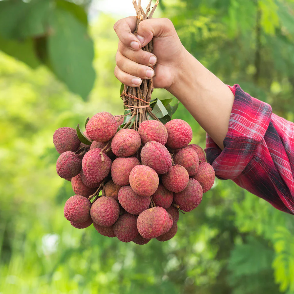 Emperor Lychee Tree - Image 5