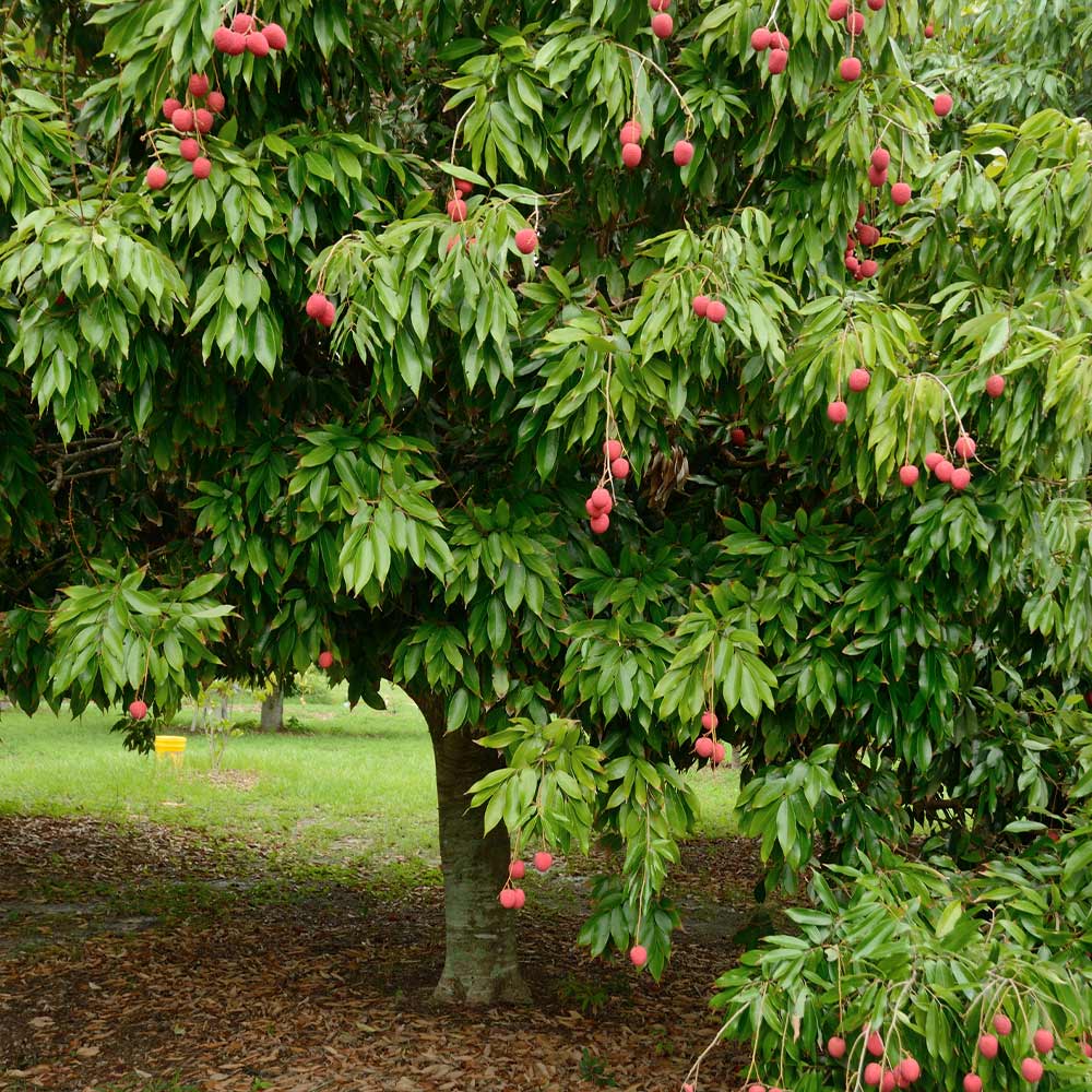 Emperor Lychee Tree - Image 6