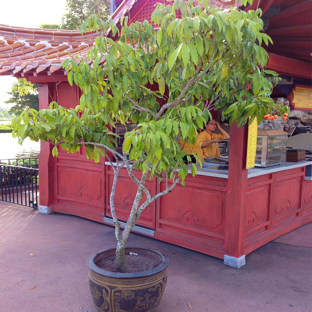 Emperor Lychee Tree - Image 7