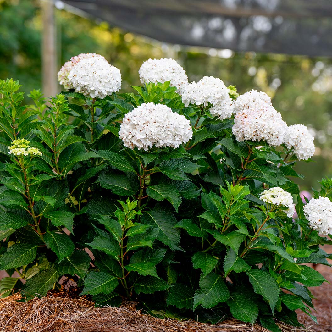 Endless Summer® Dreamcloud™ Hydrangea - Image 2