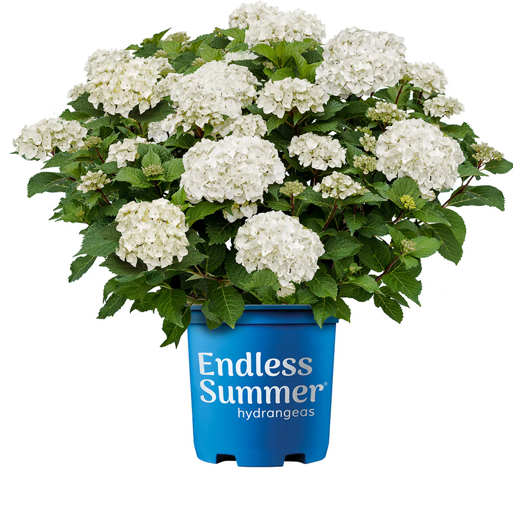 Endless Summer® Dreamcloud™ Hydrangea - Image 3