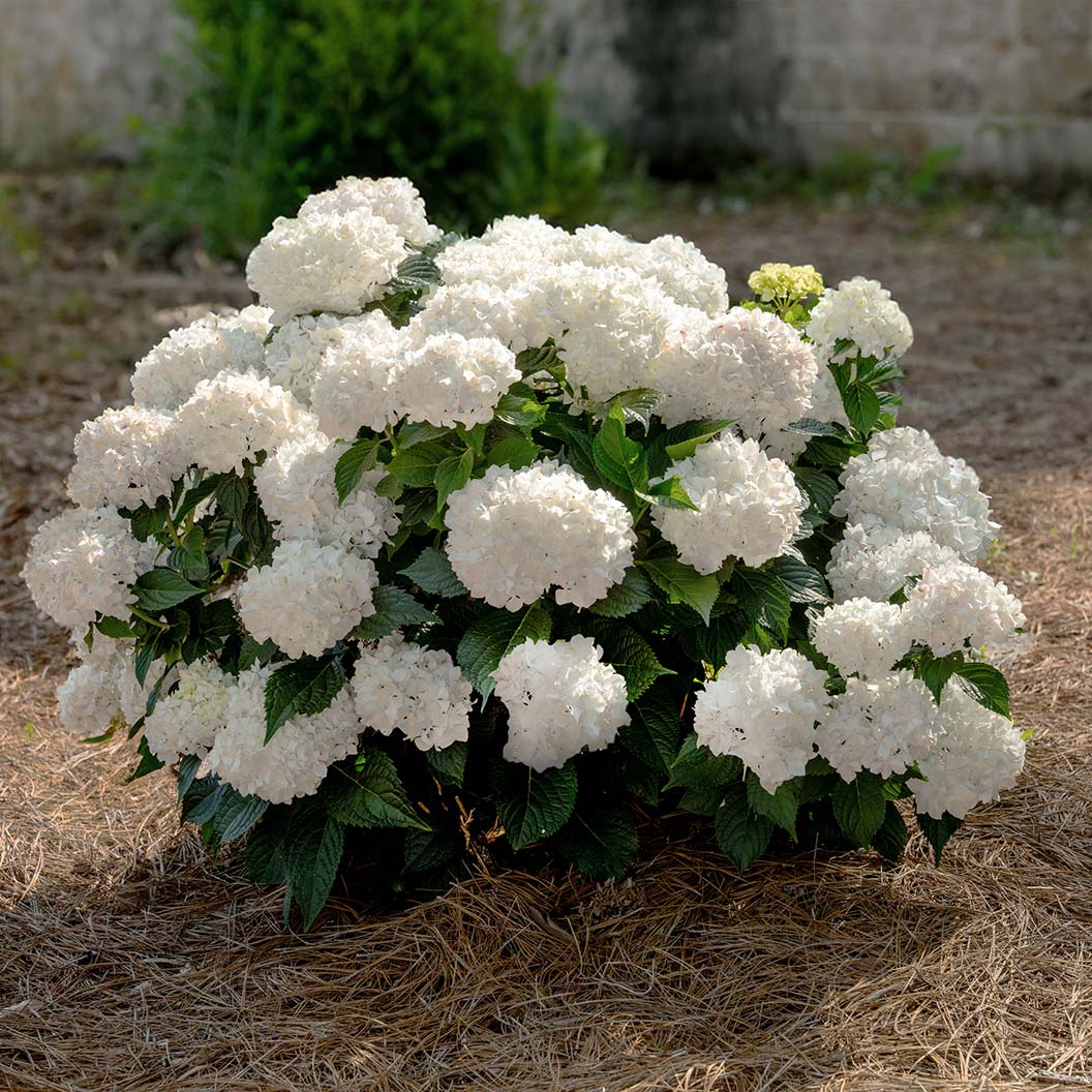 Endless Summer® Dreamcloud™ Hydrangea - Image 4