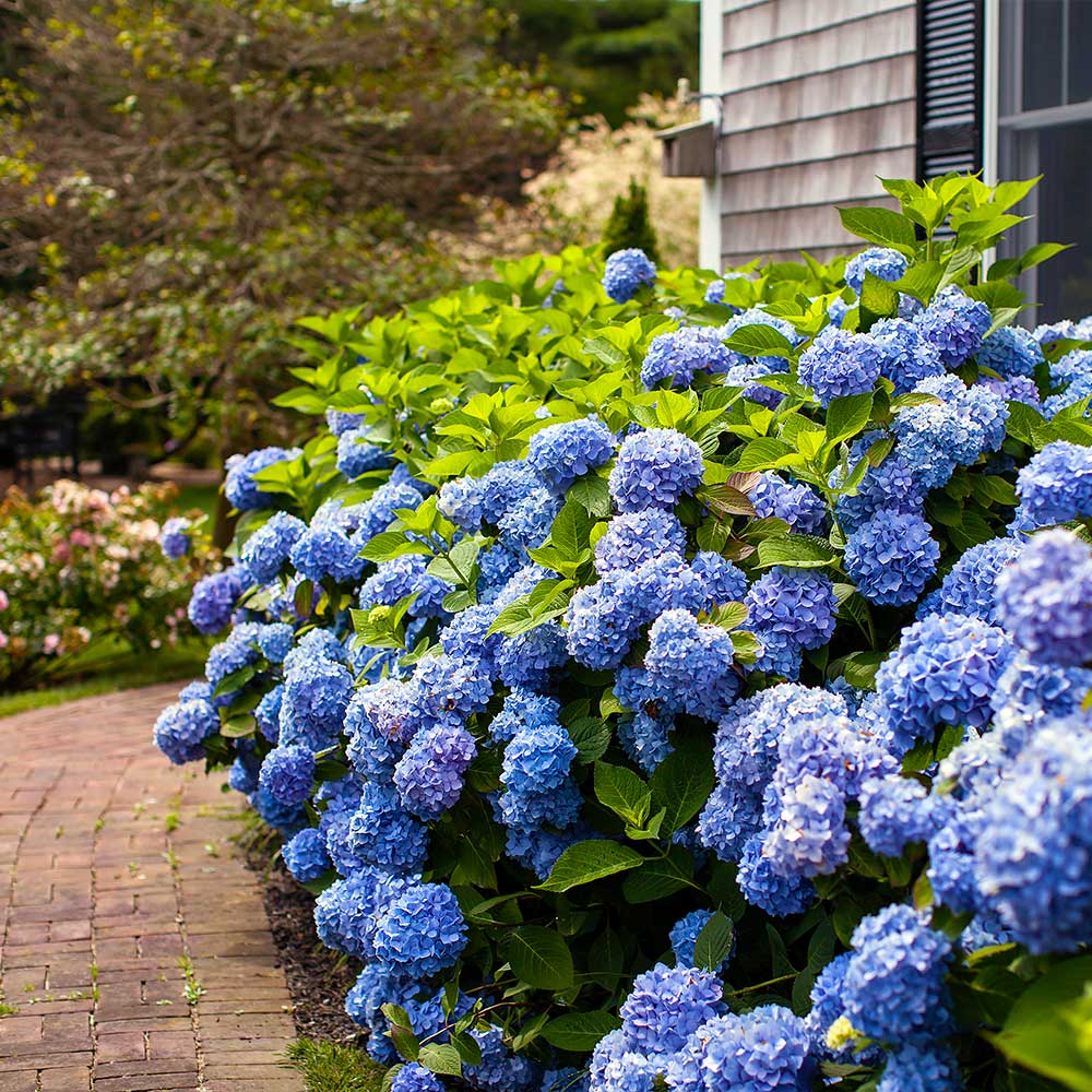 Endless Summer® The Original Reblooming Hydrangea - Image 3