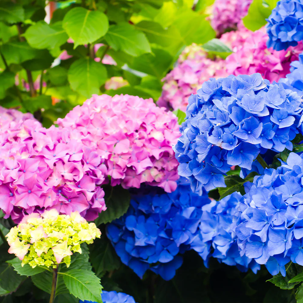 Endless Summer® The Original Reblooming Hydrangea - Image 4