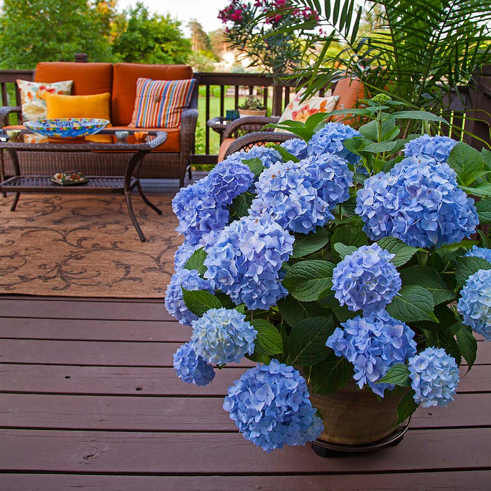 Endless Summer® The Original Reblooming Hydrangea - Image 5