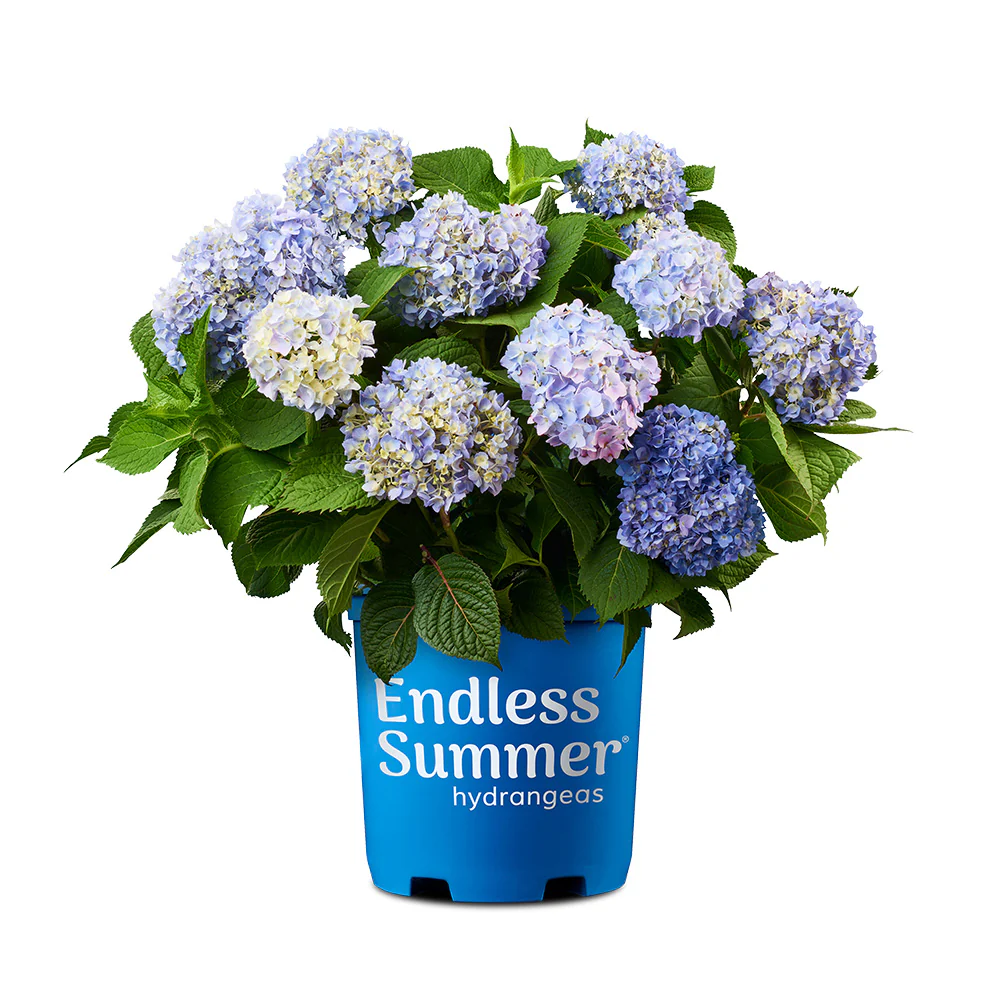 Endless Summer® The Original Reblooming Hydrangea - Image 6