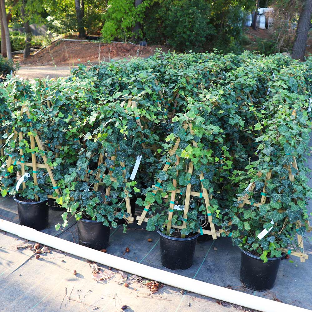 English Ivy Vine - Image 4