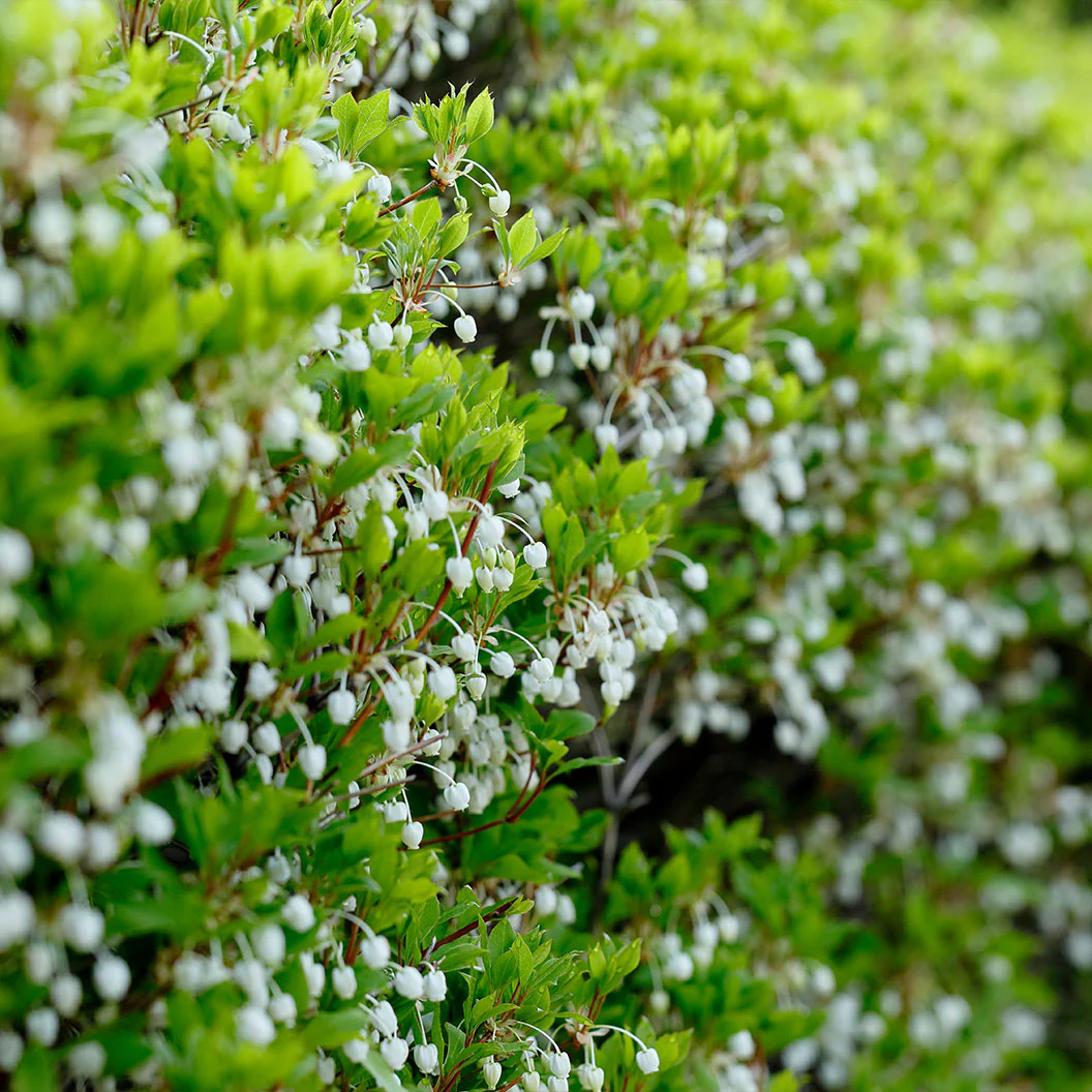 Enkianthus Perulatus Shrub - Image 2