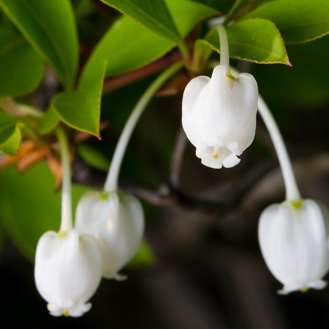 Enkianthus Perulatus Shrub - Image 3