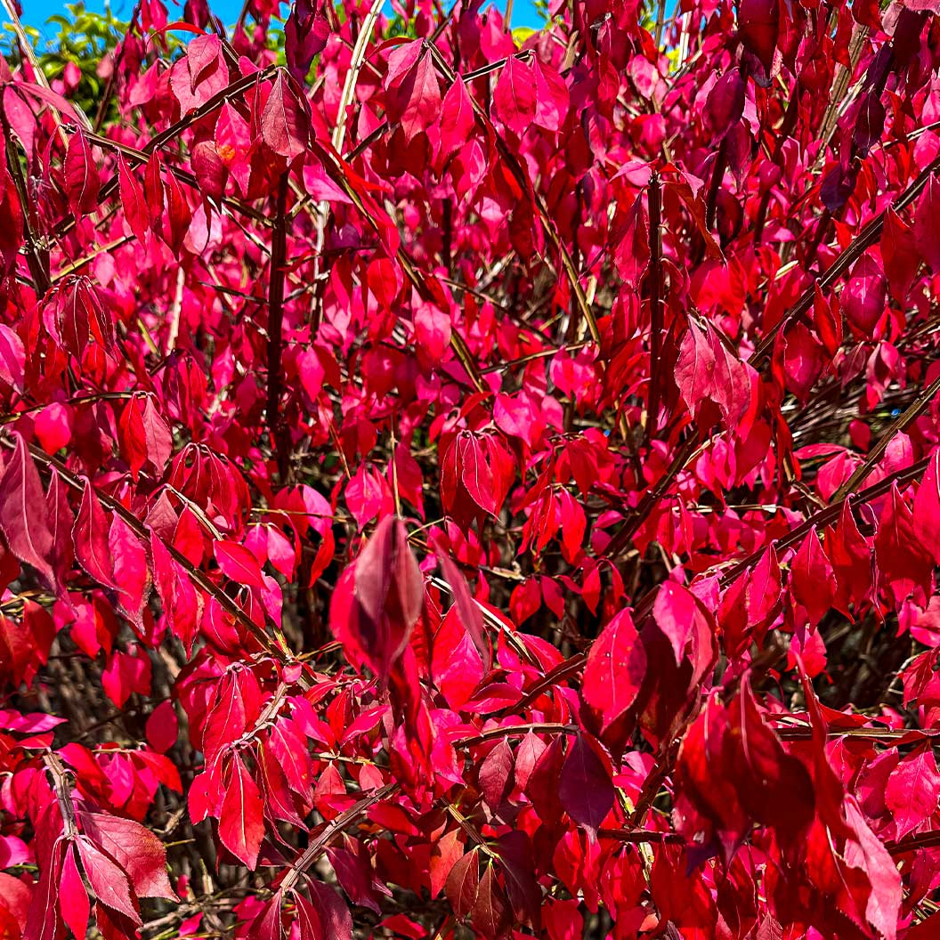 Enkianthus Perulatus Shrub - Image 4