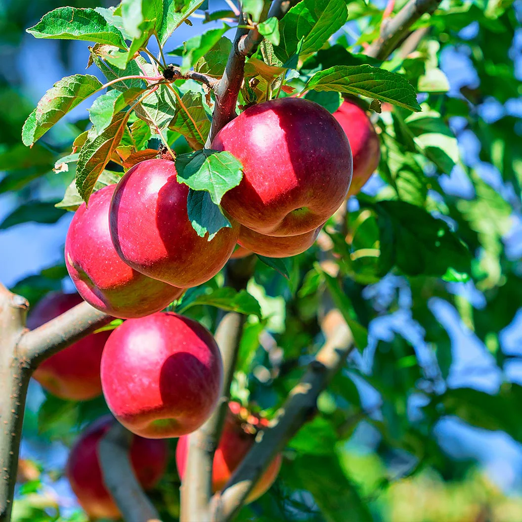 Enterprise Apple Tree - Image 2
