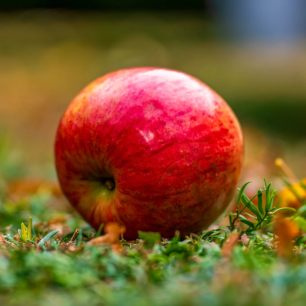 Enterprise Apple Tree - Image 3