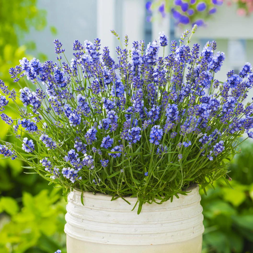 Essence Purple Lavender Plant - Image 2