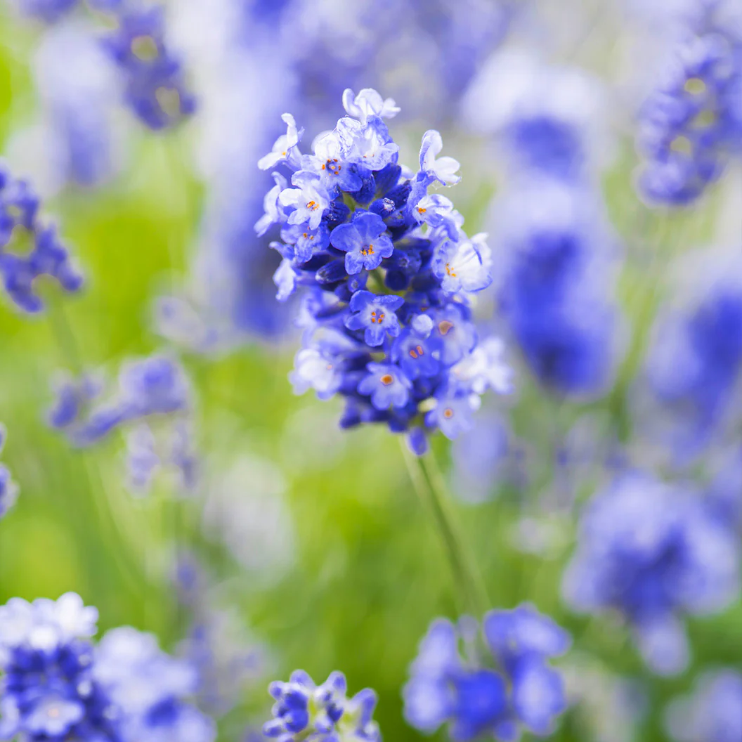 Essence Purple Lavender Plant - Image 3