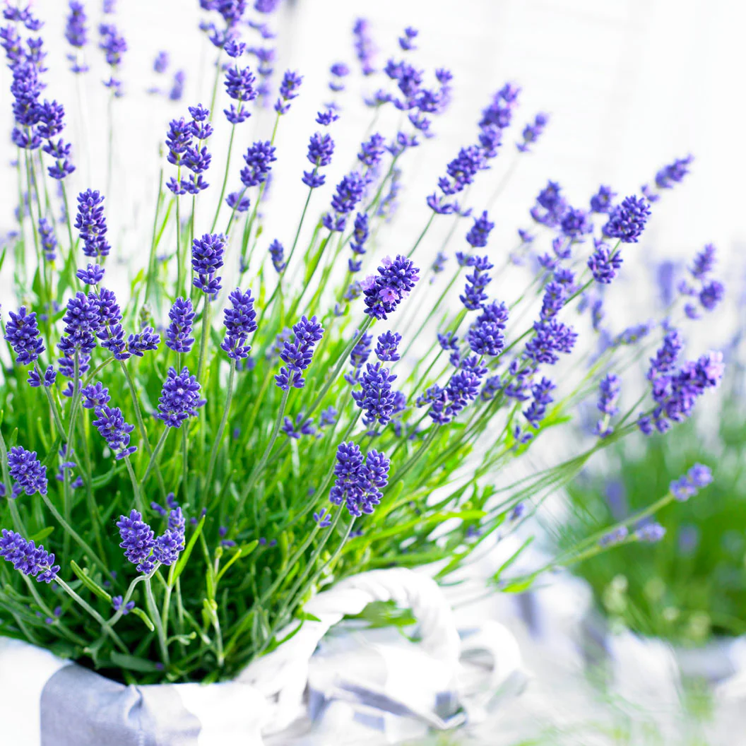 Essence Purple Lavender Plant - Image 4