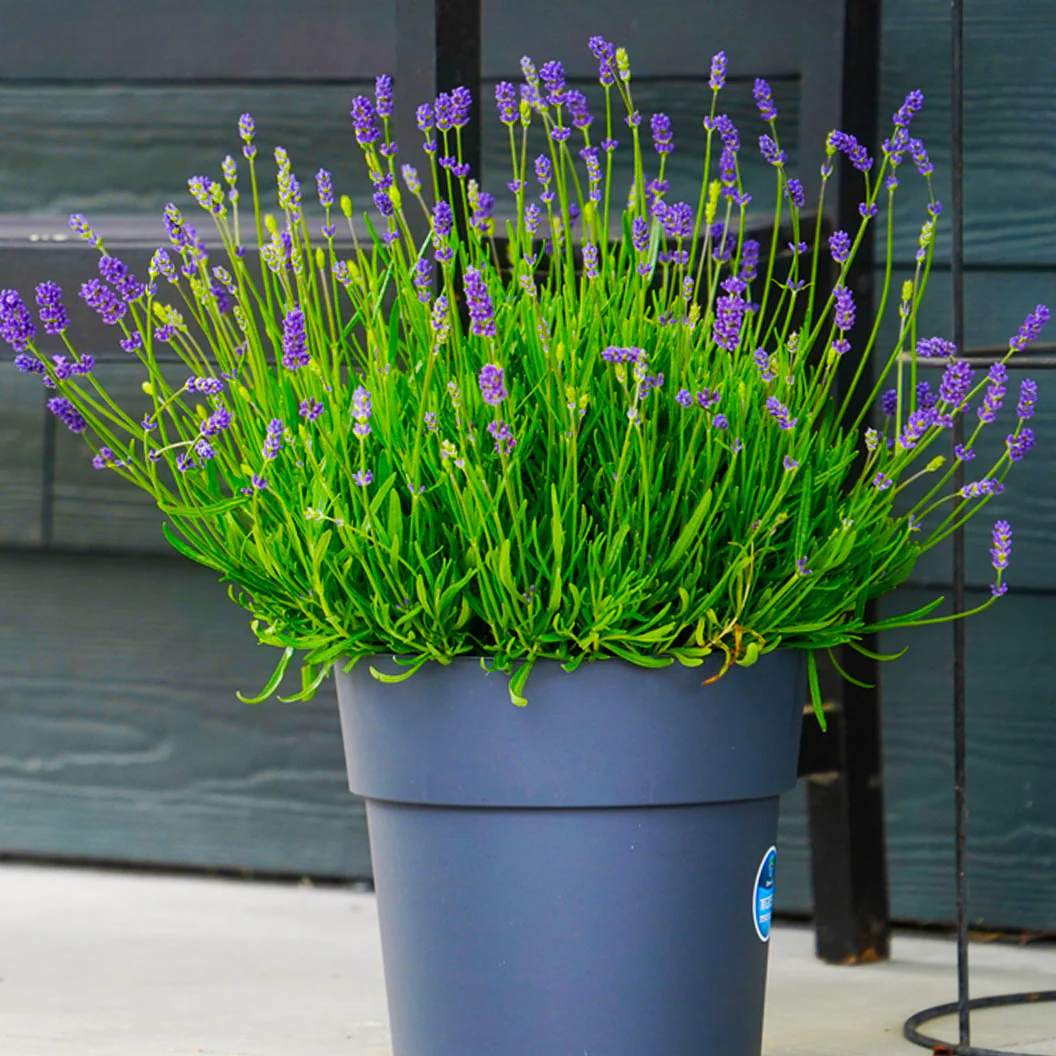 Essence Purple Lavender Plant - Image 5