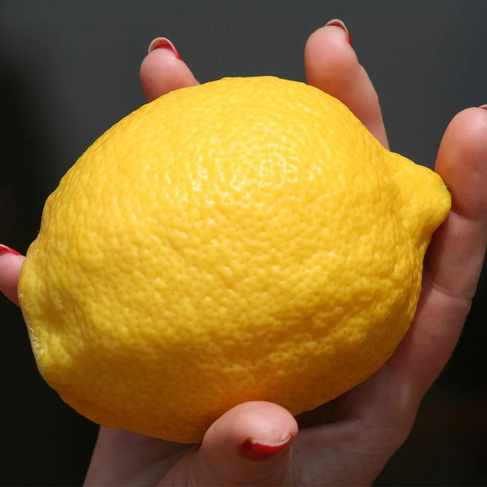Eureka Lemon Tree - Image 4