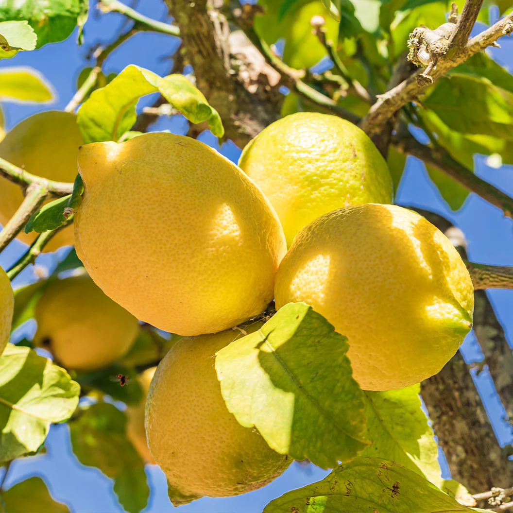 Allen Eureka Lemon Tree - Image 2