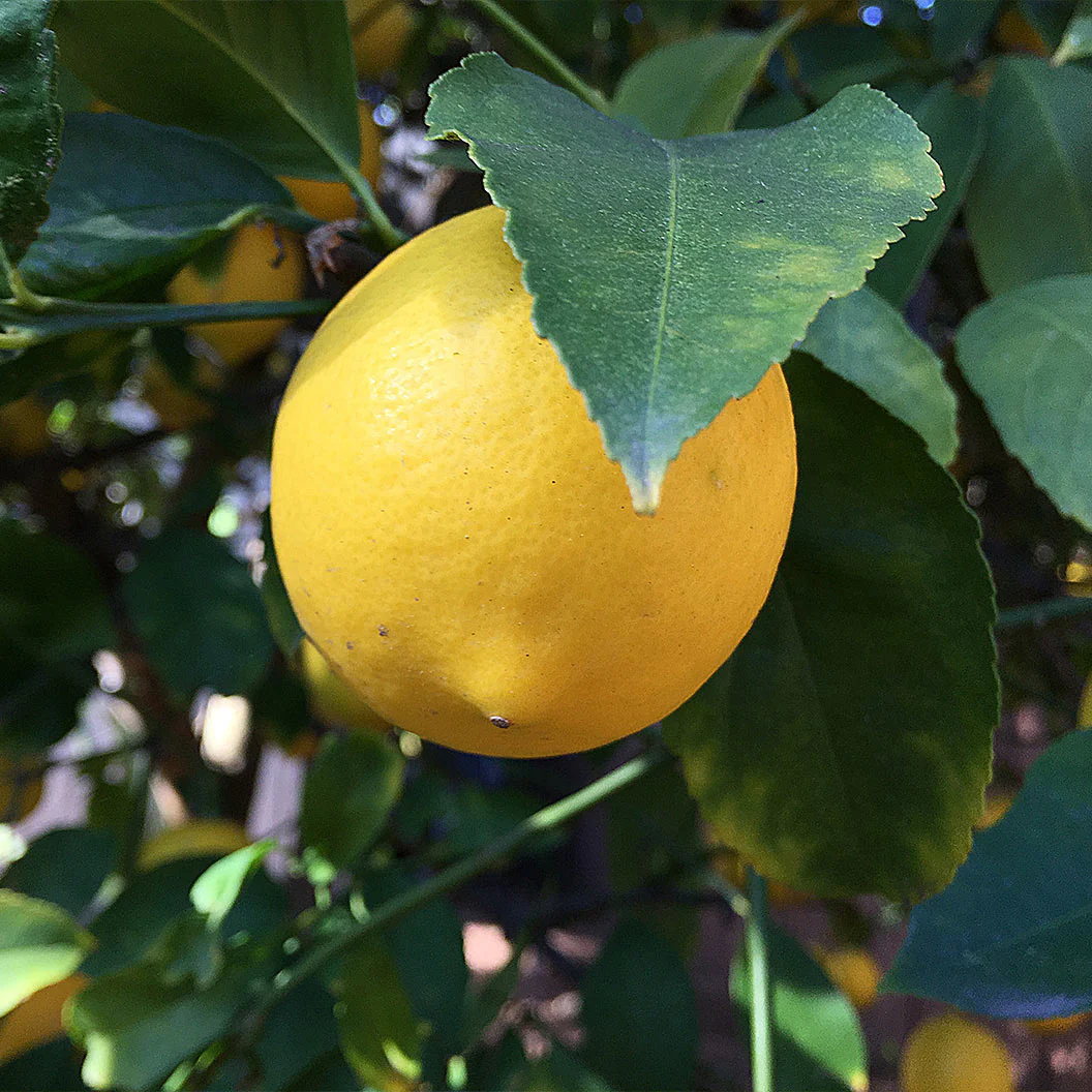 Allen Eureka Lemon Tree - Image 3