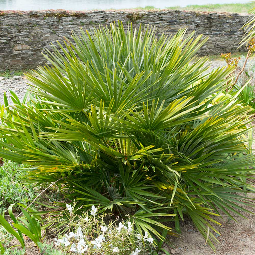 European Fan Palm Tree - Image 5