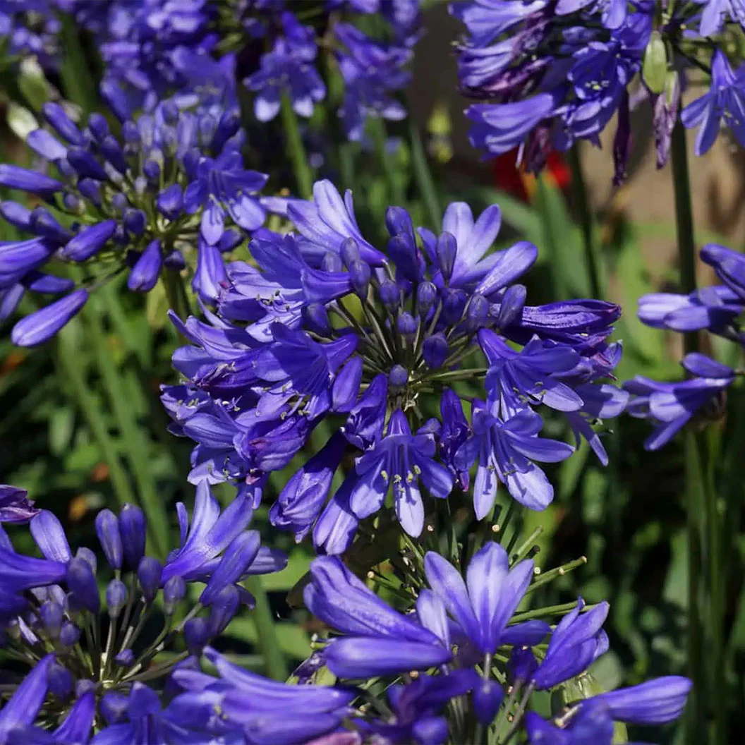 Ever Sapphire™ Agapanthus Plant - Image 2