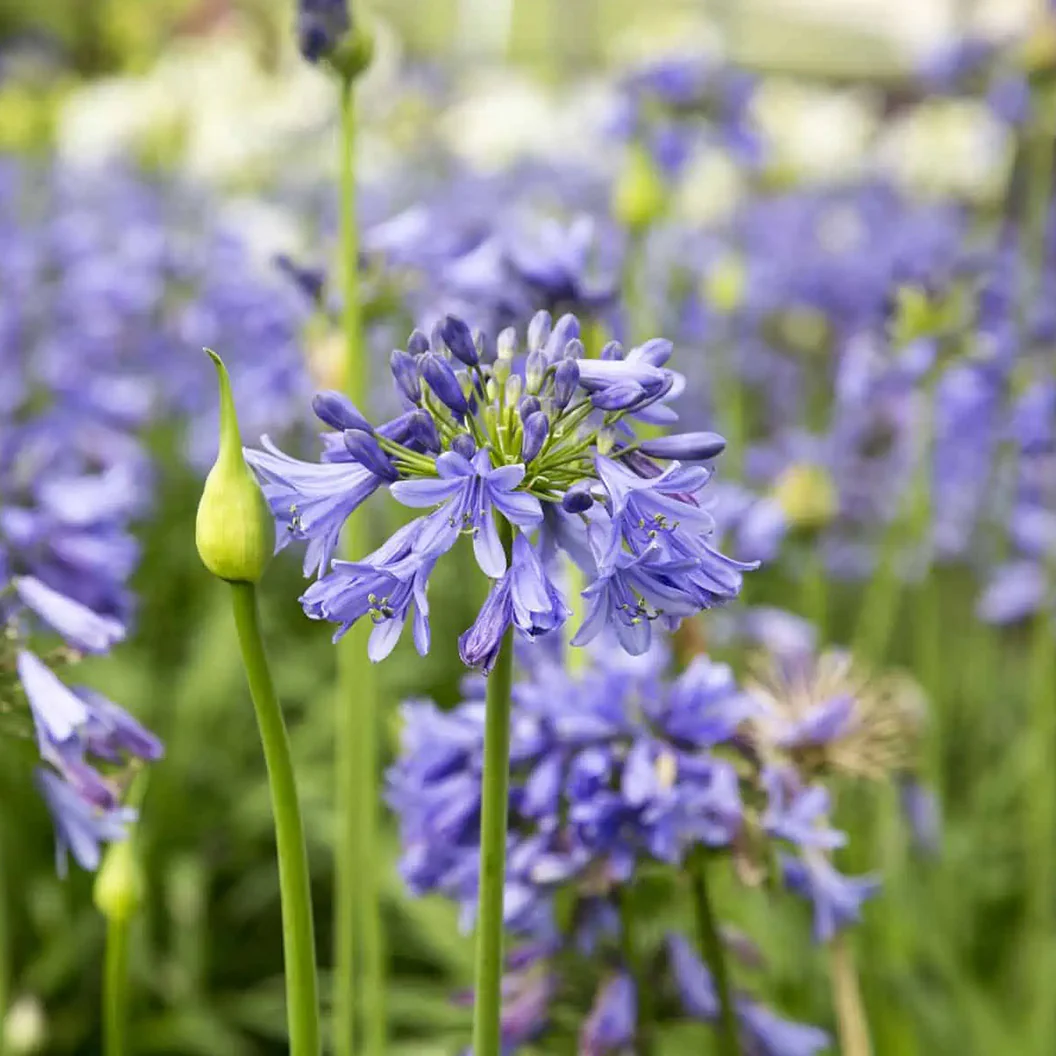 Ever Sapphire™ Agapanthus Plant - Image 3