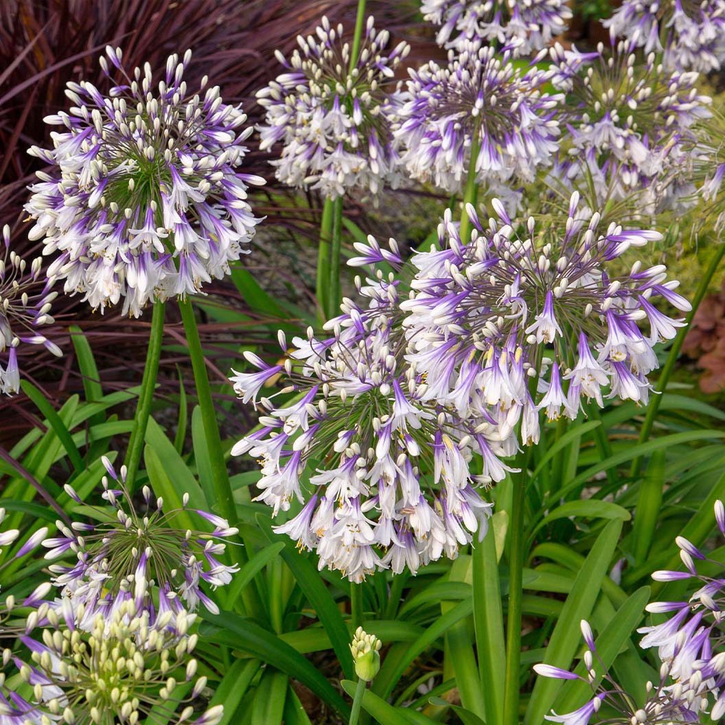 Ever Twilight™ Agapanthus Plant - Image 2