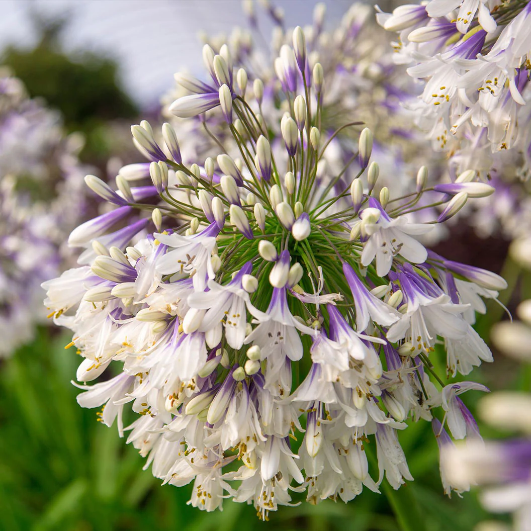 Ever Twilight™ Agapanthus Plant - Image 3