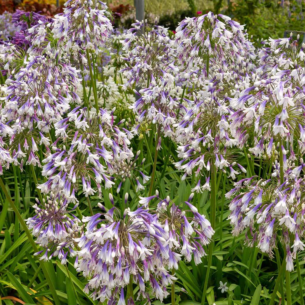 Ever Twilight™ Agapanthus Plant - Image 4