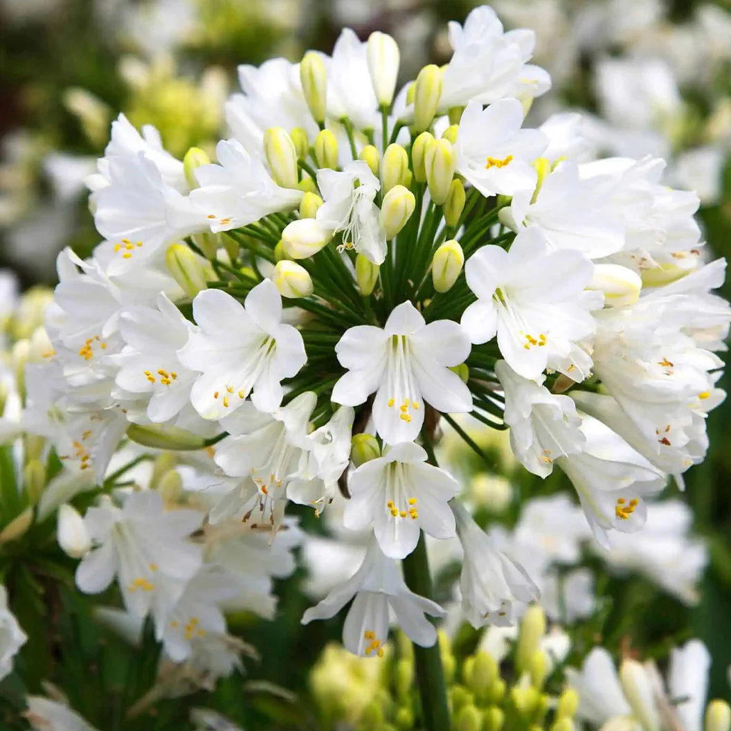 Ever White™ Agapanthus Plant - Image 2